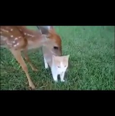 Funny Video Clips   Amazing Videos