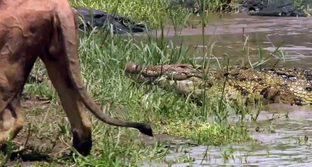 African Cats: Earning His Keep - Clip (FULL HD)