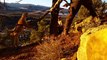 OMG!!! Lion Released From Trap in Pine Valley Mountains