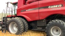 Two Case IH 8240 Combines Harvesting Wheat