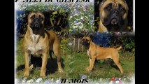 L élevage du GILWESK    notre production !!!!! cane corso lof