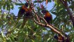 Parrots Documentary National Geographic 2015 - BEST Australian Parrots Video