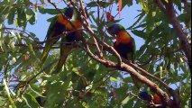 Parrots Documentary National Geographic 2015 - BEST Australian Parrots Video