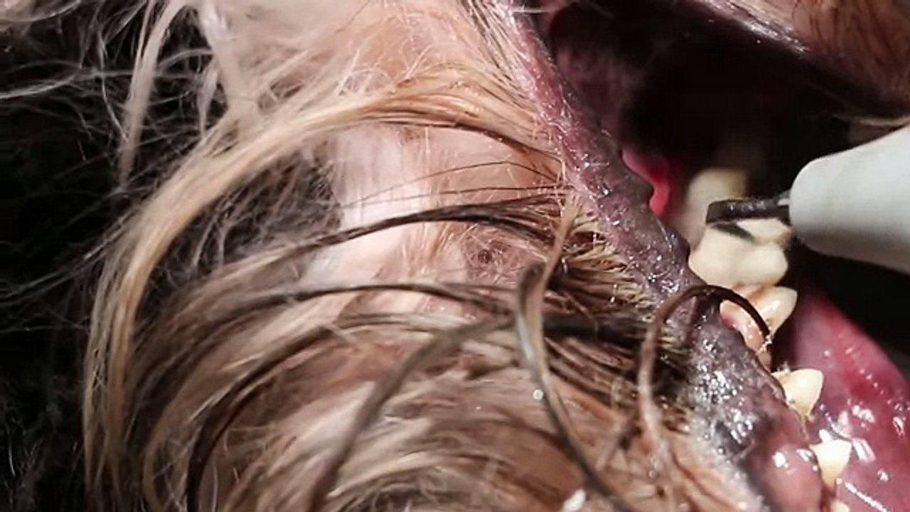 A young dog has big oral ulcer 2-2