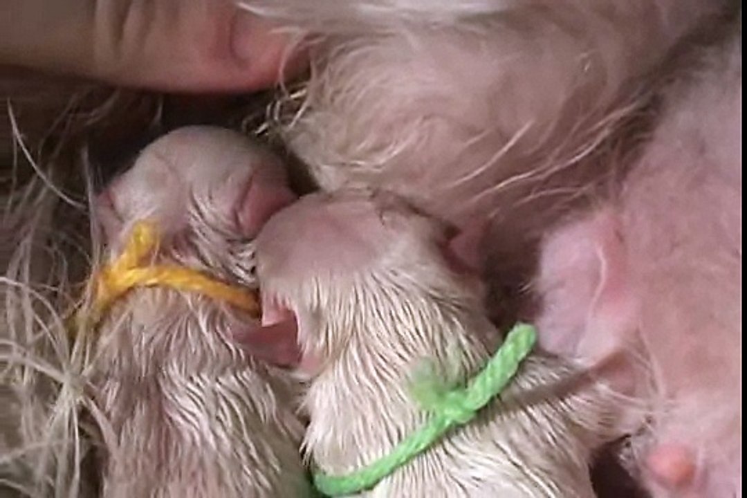♥♥ DOG BIRTH!! part 2