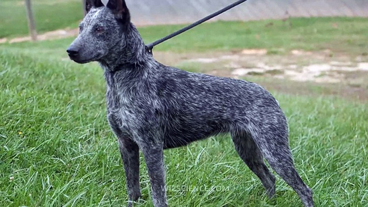 Australian Stumpy Tail Cattle Dog - Video Learn...