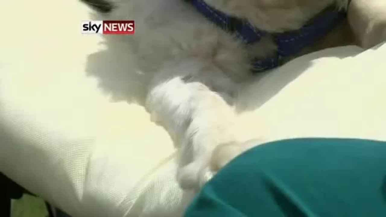 Dog shot in head 40 times!
