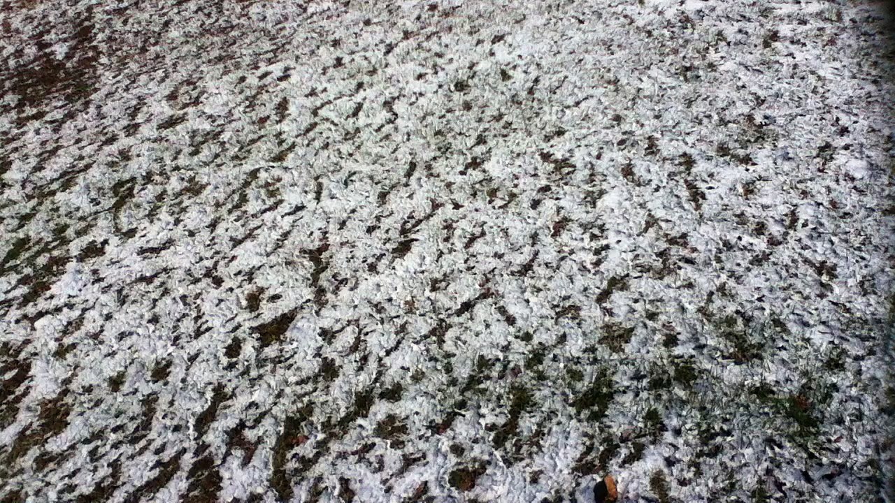 Z57 presents Sparkly Grass
