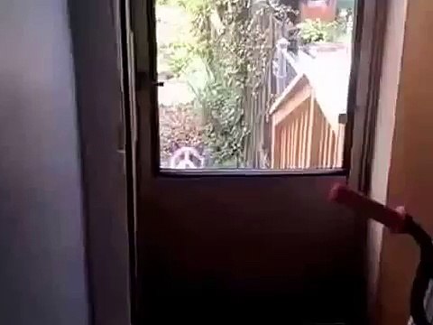 Кот просится домой