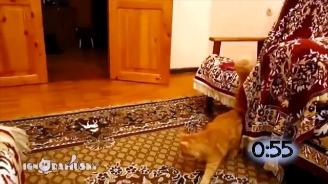 Коты которых легко испугать