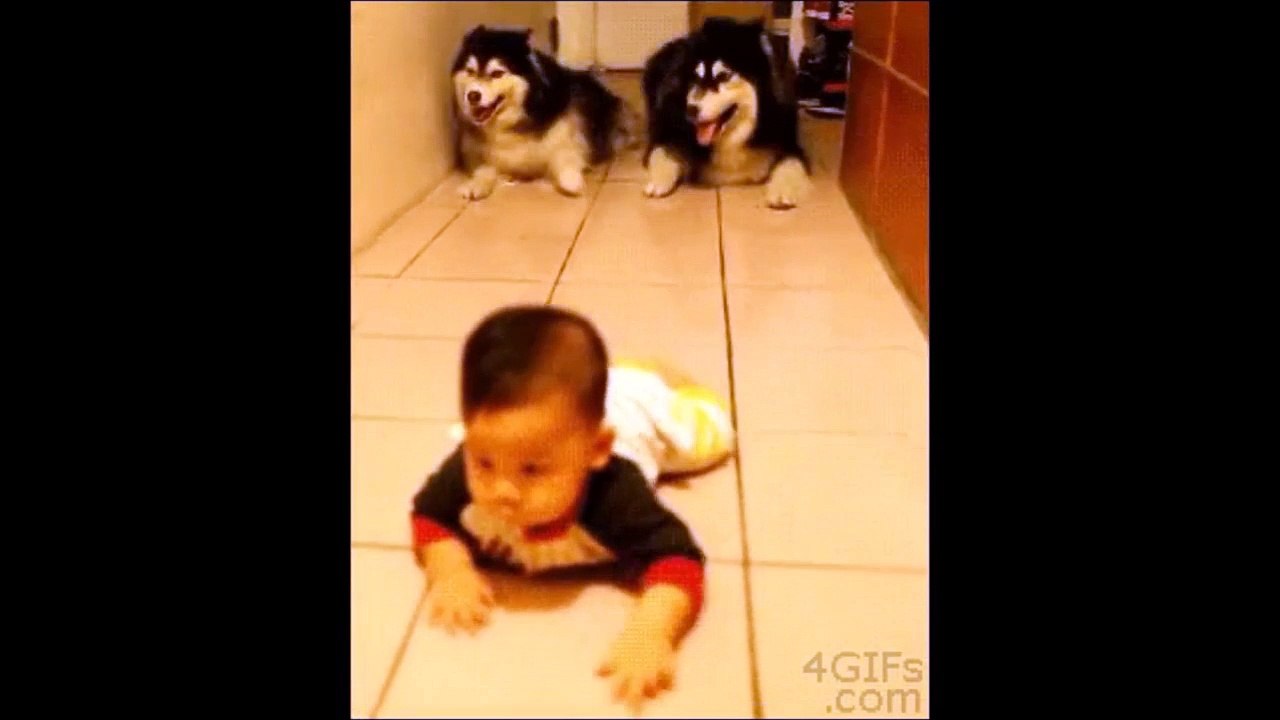 Funny videos People fail [Dog and Cat Dancing Fails] Funny Animals videos