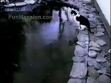 Cat running around on pond