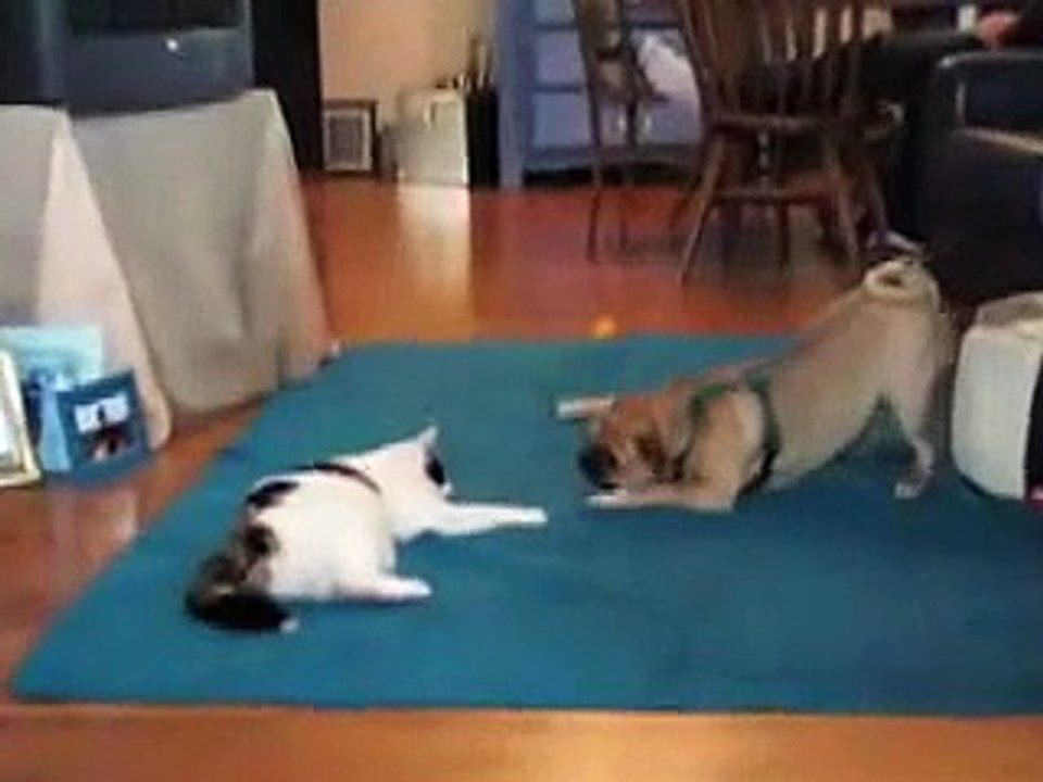 Cat vs. Pug