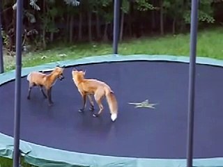 9 Foxes Jumping