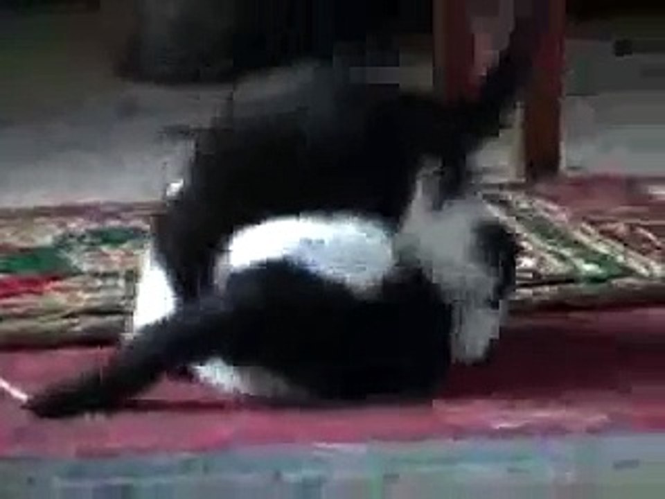 comedy funny cute kittens having fun playing