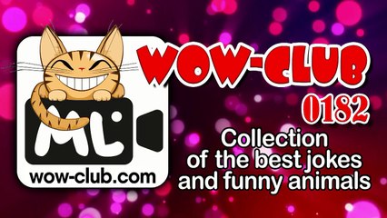 The best funny of 2016 The Best Jokes and Funny Animals Compilation WOW-club 0182