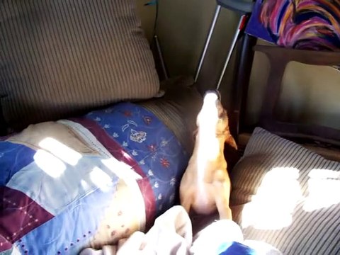 Dogs talking to each other.