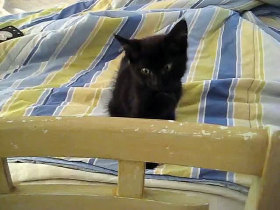 Kitty Squack