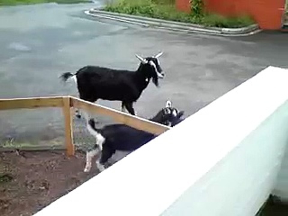 Goats on the Ziegen uberfallen