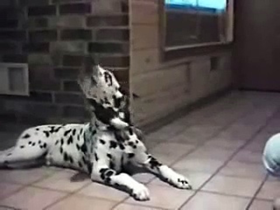 OMG TALKING ANIMALS