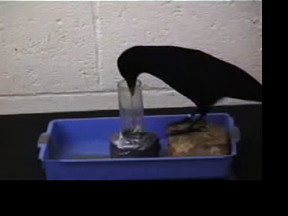 Crow Makes Tools