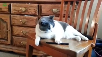 funny cats compilation most see funny cat videos 2015