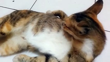 Funny Cat a Bath at Home (Si Belang 3) - Exclusive Personal Collection