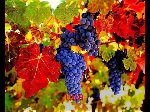 Frutas Raras e Exóticas do Brasil e Mundo - parte 2