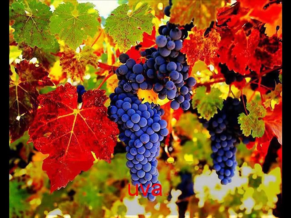 Frutas Raras e Exóticas do Brasil e Mundo - parte 2