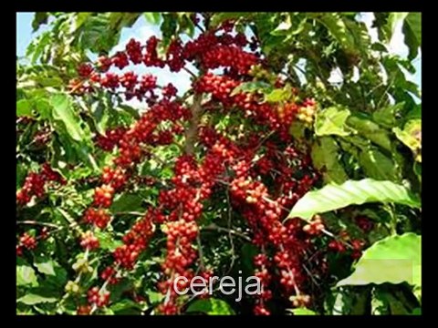 Frutas Raras e Exóticas do Brasil e Mundo.