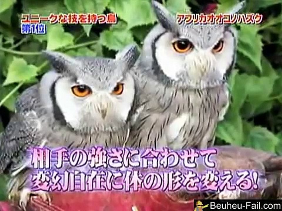 Transformers African Owl