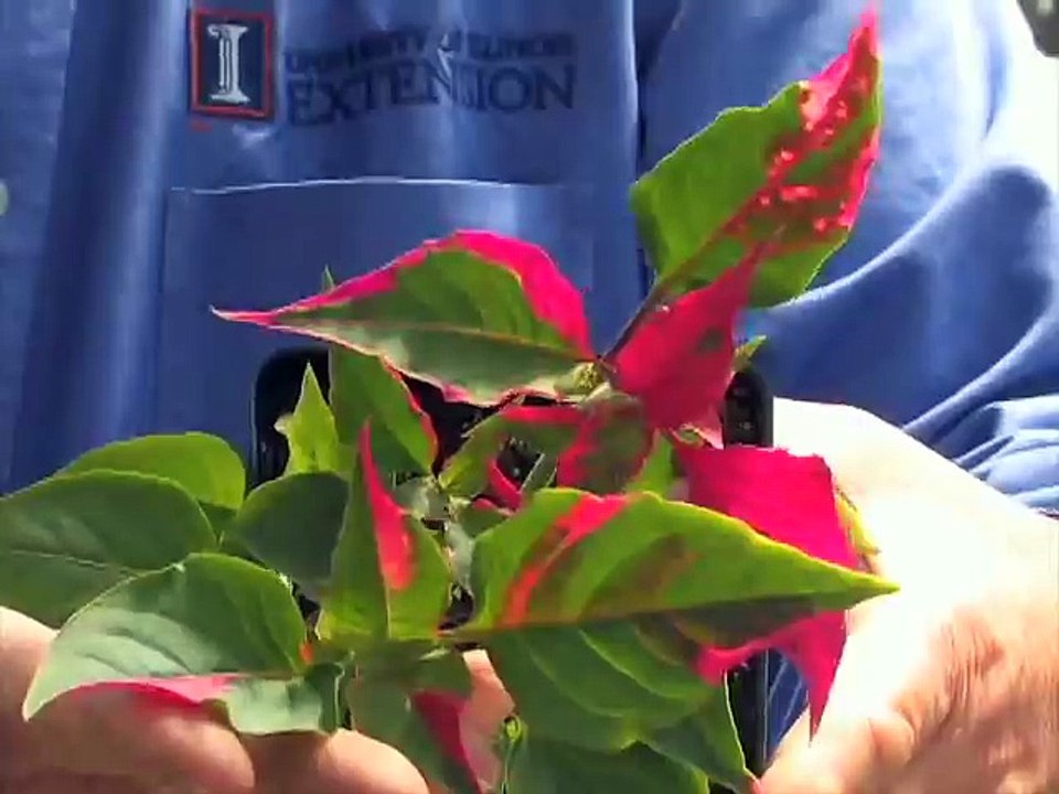 Tricks For Sowing Small Seed