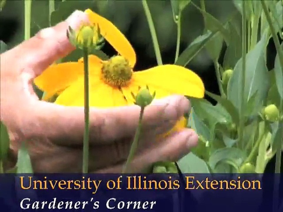 Using Garden Art and Bold Foliage as Garden Accents