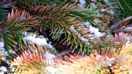 Winter Damage of Evergreens