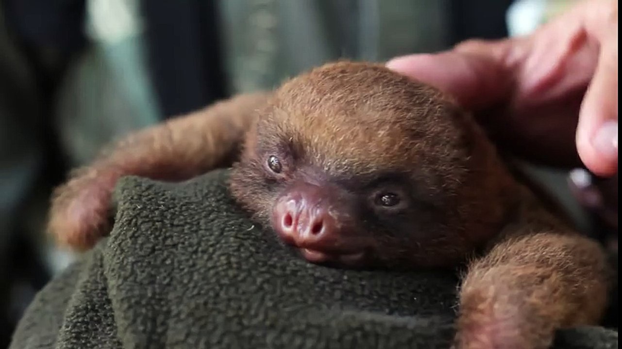 Adorable Baby Sloth Yawning