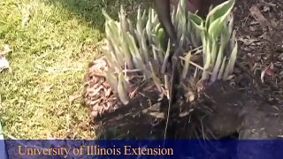 Spring Cleanup of Perennials