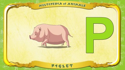 Multipedia of Animals. Letter P Piglet