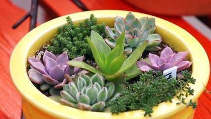 Using Hen & Chicks in Your Garden