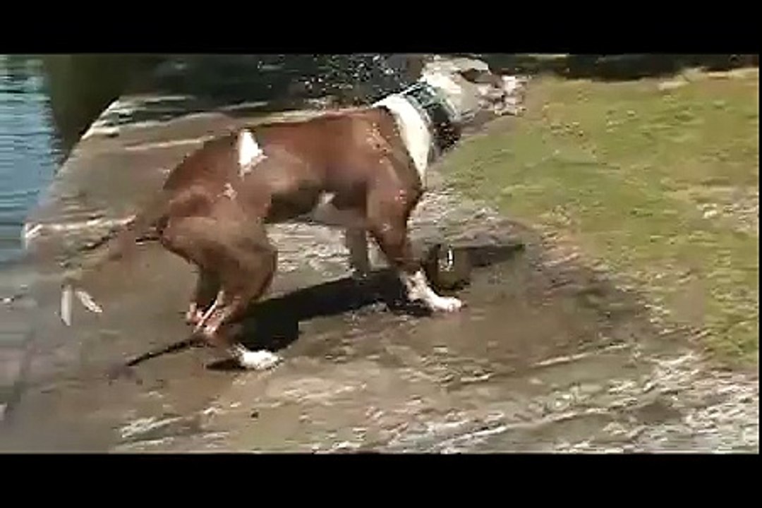 .mp4