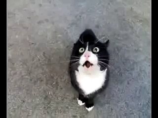 Download Video: Angry Screaming Cat is Angry