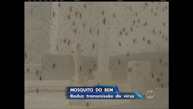 Mosquitos do bem podem combater a dengue no Rio de Janeiro