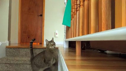 BACKWARDS CAT - Why Does Kitty Do This!!