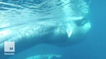 Rare footage of Omura's whales of Madagascar