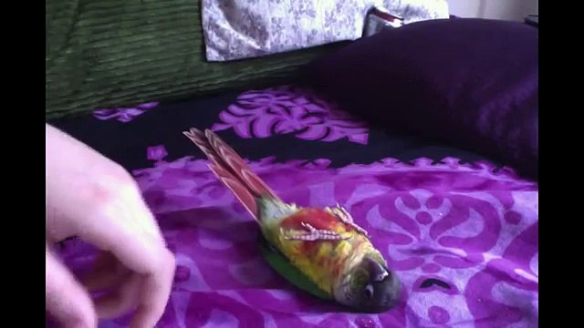 sun conure, dancing cockatoo, pink cockatoo acrobatics (1024p FULL HD)