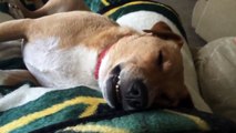 Dog Snores and Dreams in his Sleep