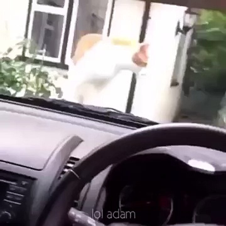 Catseducing