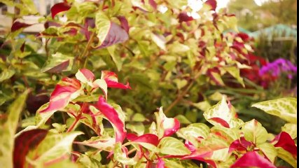 Garden Style ~ Going Green