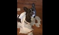 Dog Snitches on the other dog that made a mess with toilet paper