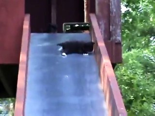 kittens on a slide