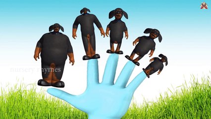 Finger Family || DOG FINGER FAMILY version || Funny Finger Family song